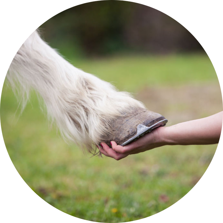 Ein Mensch reicht einem Pferd die Hand, während das Pferd seinen Huf sanft berührt. Symbol für Vertrauen und Verbindung zwischen Mensch und Tier.
